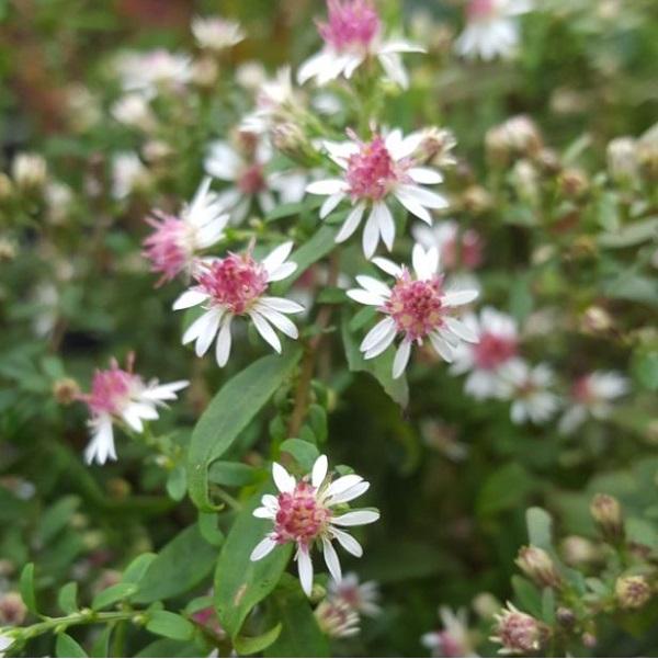 6 x Aster lateriflorus 'Prince'  - godet 9cm x 9cm