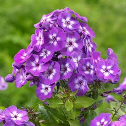 6 x Phlox paniculé 'Laura'  - godet 9cm x 9cm