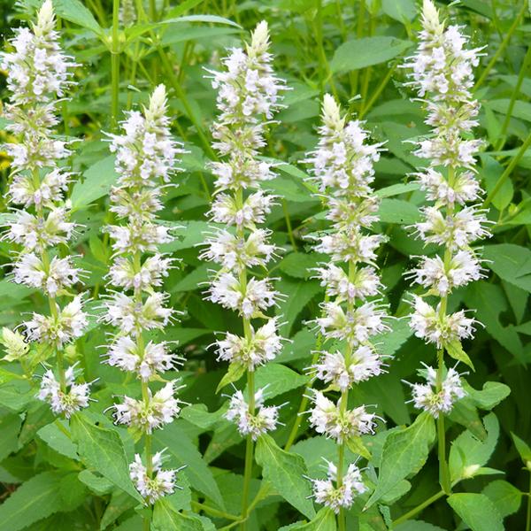 6 x Agastache 'Alabaster'  - godet 9cm x 9cm