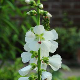 6 x Sidalcea 'Candida'  - godet 9cm x 9cm