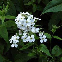 6 x Julienne des jardins 'Albiflora'  - godet 9cm x 9cm