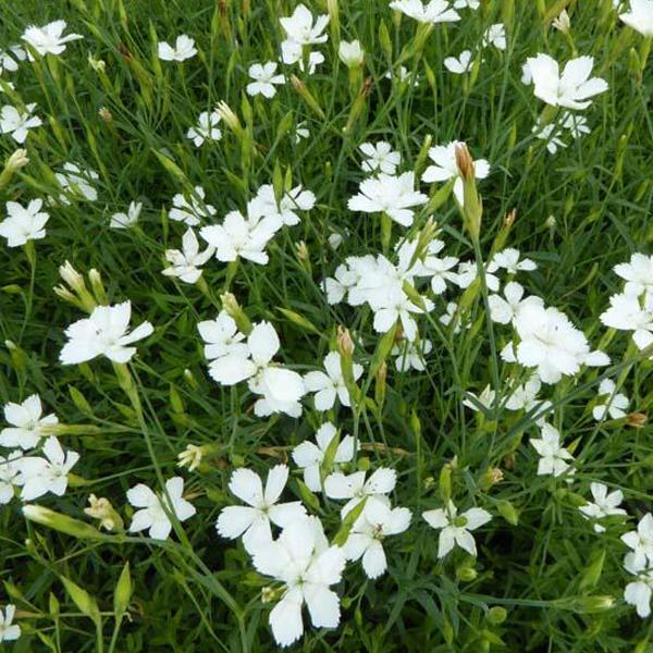 6 x Œillet couché 'Albiflorus'  - godet 9cm x 9cm