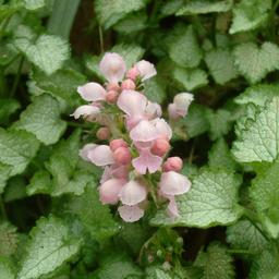 6 x Lamier tacheté 'Pink Pewter'  - godet 9cm x 9cm