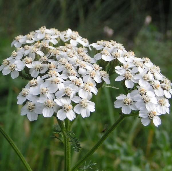 6 x Achillée 'Weisses Wunder'  - godet 9cm x 9cm