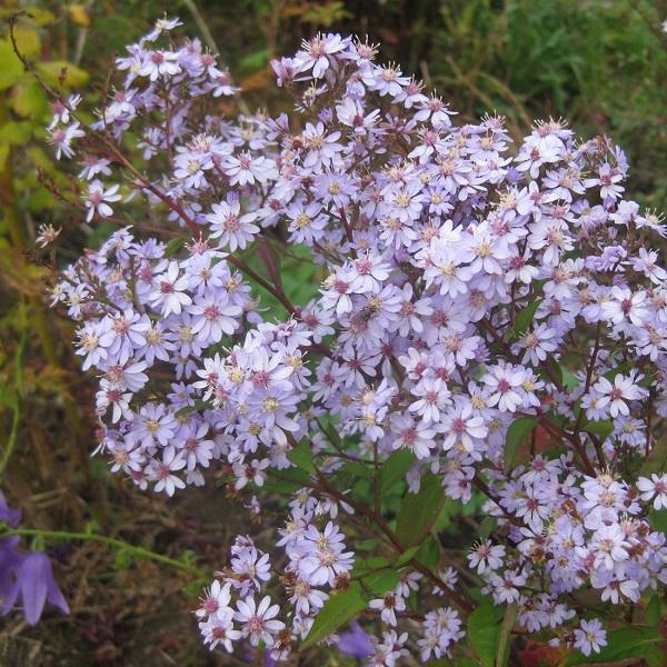 6 x Aster à feuilles en cœur 'Photograph'  - godet 9cm x 9cm