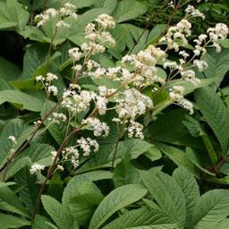 6 x Rodgersia à feuilles de sureau  - godet 9cm x 9cm