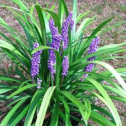 6 x Liriope muscari  - godet 9cm x 9cm