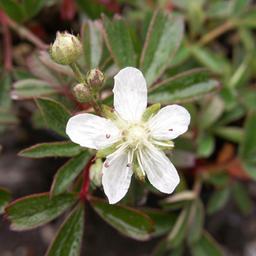 6 x Potentilla tridenta 'Nuuk'  - godet 9cm x 9cm