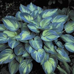 6 x Hosta 'June'  - godet 9cm x 9cm