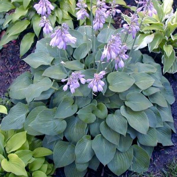 6 x Hosta 'Blue Cadet'  - godet 9cm x 9cm