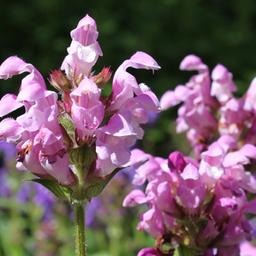 6 x Brunelle 'Pink Loveliness'  - godet 9cm x 9cm