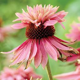 6 x Rudbeckia pourpre 'Doubledecker'  - godet 9cm x 9cm