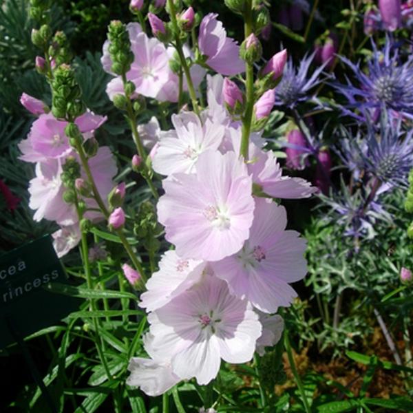 6 x Sidalcea 'Little Princess'  - godet 9cm x 9cm