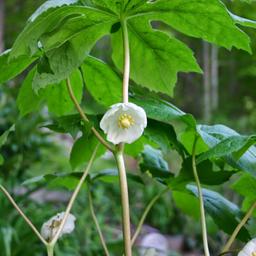 6 x Podophylle pelté  - godet 9cm x 9cm