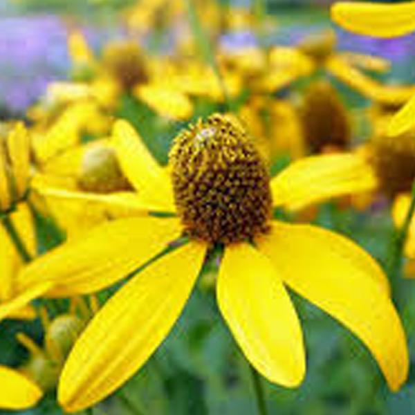 6 x Rudbeckie nitida 'Herbstsonne'  - godet 9cm x 9cm