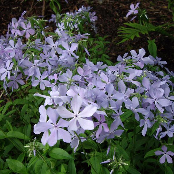 6 x Phlox divariqué  - godet 9cm x 9cm