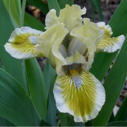 6 x Iris nain 'Green Spot'  - godet 9cm x 9cm