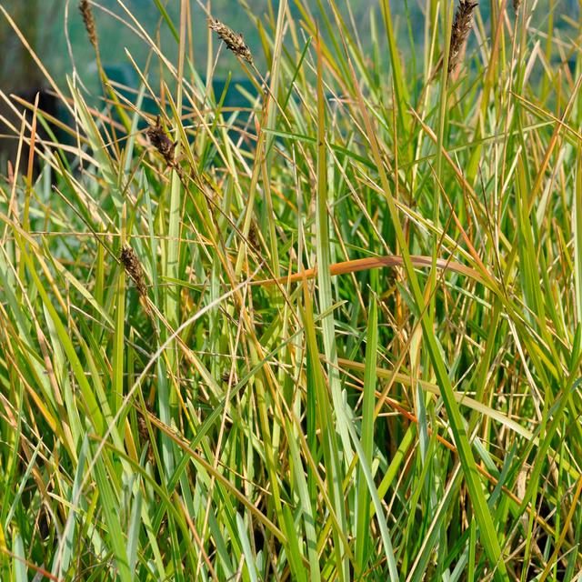 6 x Sesleria bleu  - godet 9cm x 9cm