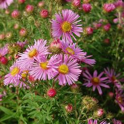 6 x Aster de la Nouvelle-Angleterre  - godet 9cm x 9cm