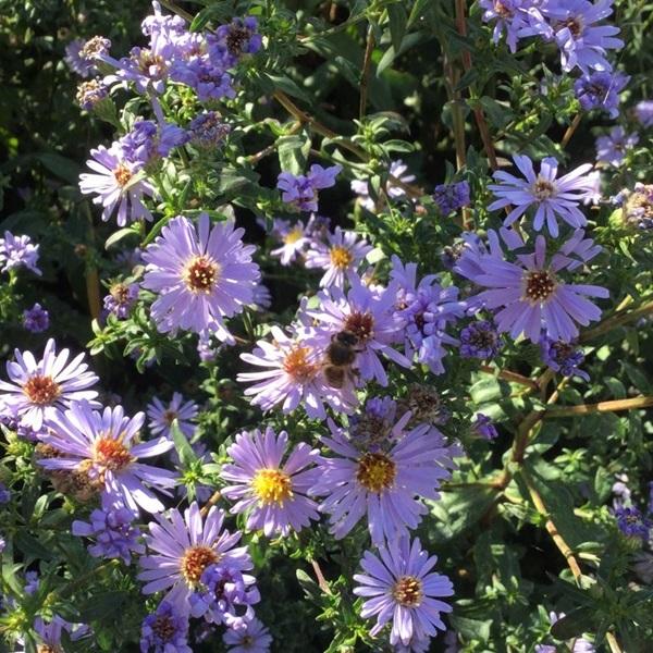 6 x Aster des Pyrénées 'Lutetia'  - godet 9cm x 9cm