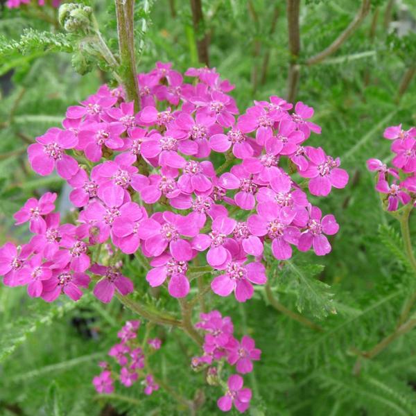 6 x Achillée 'Lilac Beauty'  - godet 9cm x 9cm