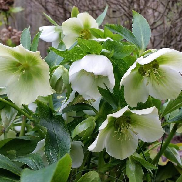 6 x Hellébore orientale 'White Lady'  - godet 9cm x 9cm