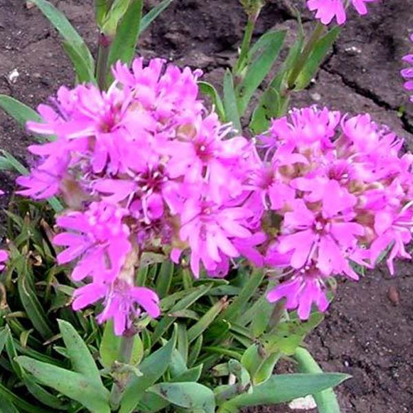 6 x Lychnis des Alpes  - godet 9cm x 9cm