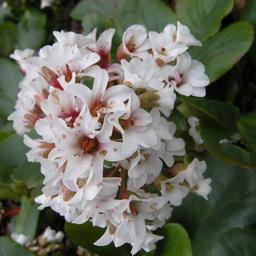 6 x Bergenia 'Silberlicht  - godet 9cm x 9cm