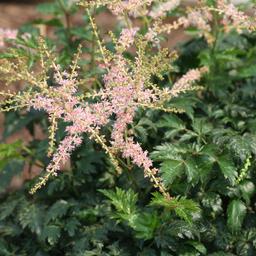 6 x Astilbe à feuilles simples 'Hennie Graafland'  - godet 9cm x