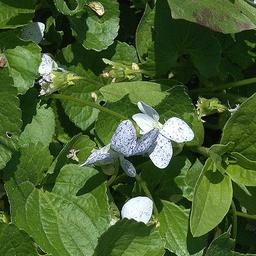 6 x Violette sororia 'Freckles'  - godet 9cm x 9cm