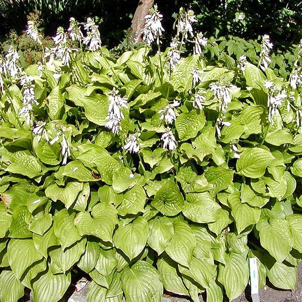 6 x Hosta 'Royal Standard'  - godet 9cm x 9cm