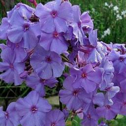 6 x Phlox paniculé 'Amethyst'  - godet 9cm x 9cm