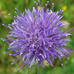 6 x Jasione laevis  - godet 9cm x 9cm