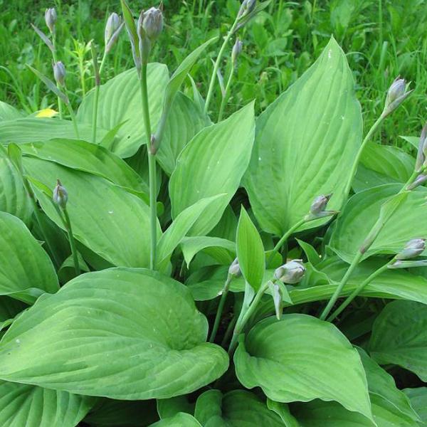 6 x Hosta fortunei 'Albopicta'  - godet 9cm x 9cm