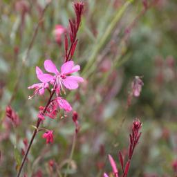 6 x Gaura lindheimeri 'Siskiyou Pink'  - godet 9cm x 9cm