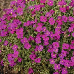 6 x Aubriète 'Cascade Red  - godet 9cm x 9cm