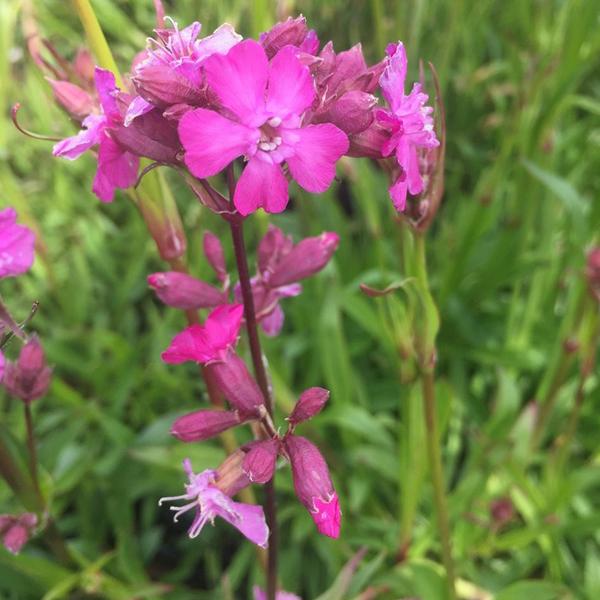 6 x Lychnis viscaria 'Splendens'  - godet 9cm x 9cm