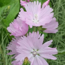 6 x Sidalcea 'Elsie Heugh'  - godet 9cm x 9cm