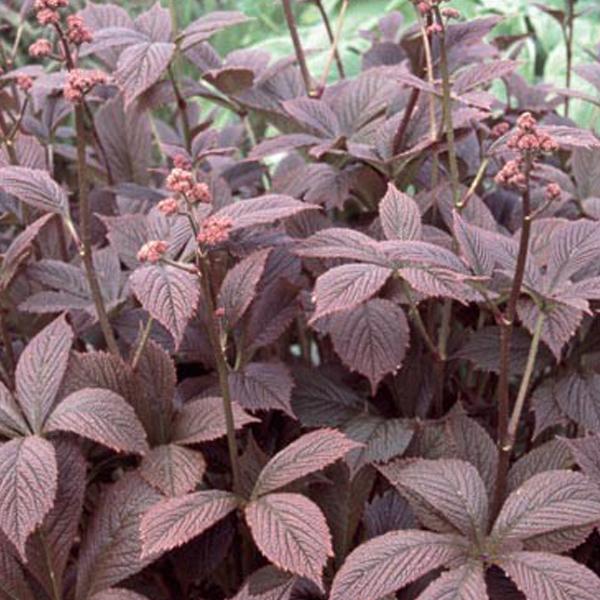 6 x Rodgersia pinnata  - godet 9cm x 9cm