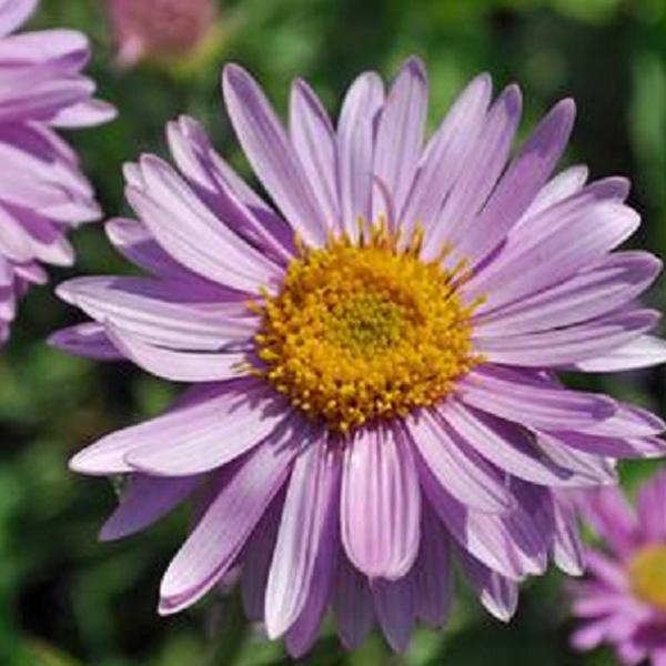 6 x Aster des Alpes 'Happy End'  - godet 9cm x 9cm