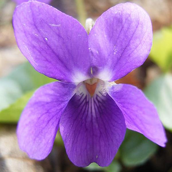 6 x Violette à parfum  - godet 9cm x 9cm