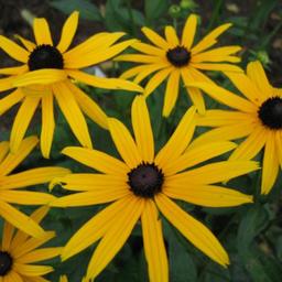 6 x Rudbeckia fulgida 'Goldsturm'  - godet 9cm x 9cm