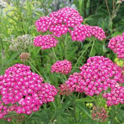 6 x Achillée 'Cerise Queen'  - godet 9cm x 9cm