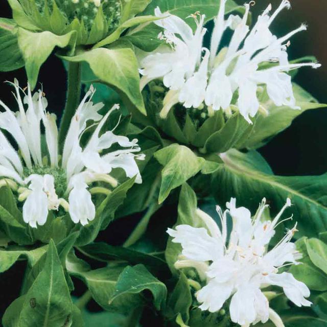 6 x Monarde 'Schneewittchen'  - godet 9cm x 9cm