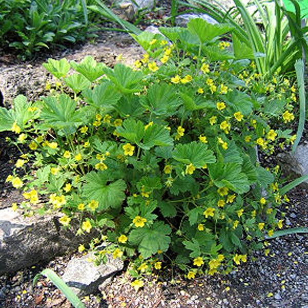 6 x Waldsteinia geoides  - godet 9cm x 9cm