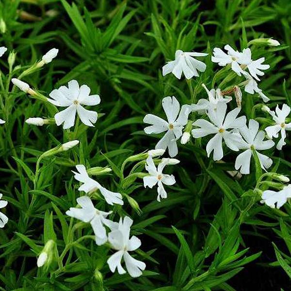 6 x Phlox mousse 'Calvides White'  - godet 9cm x 9cm