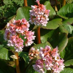 6 x Bergenia 'Baby Doll  - godet 9cm x 9cm