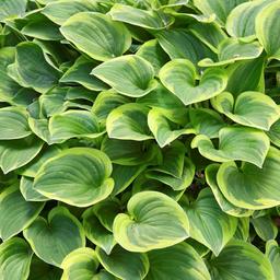 6 x Hosta 'Ground Master'  - godet 9cm x 9cm