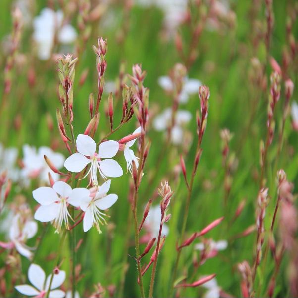 6 x Gaura lindheimeri 'Short Form'  - godet 9cm x 9cm