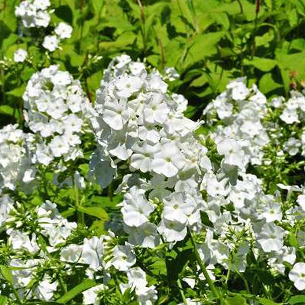 6 x Phlox paniculé 'Rijnstroom'  - godet 9cm x 9cm